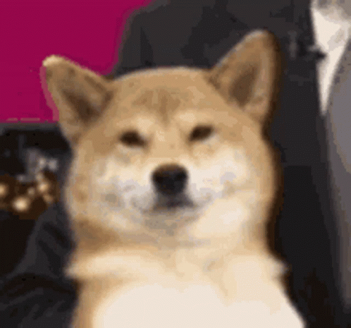 A Shiba Inu Dog Is Sitting Next To A Man In A Suit And Smiling . GIF