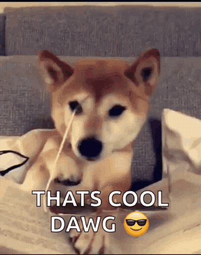 A Shiba Inu Dog Is Sitting On A Couch With A Straw In Its Nose . GIF