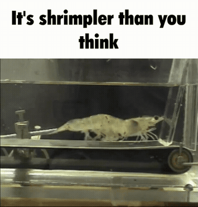 A Shrimp Is Swimming In A Tank Of Water With The Caption It 'S Shrimpler Than You Think GIF