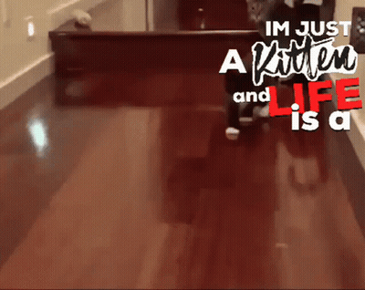 A Sign That Says Im Just A Kitten And Life Is A Kitten Walking On A Wooden Floor GIF