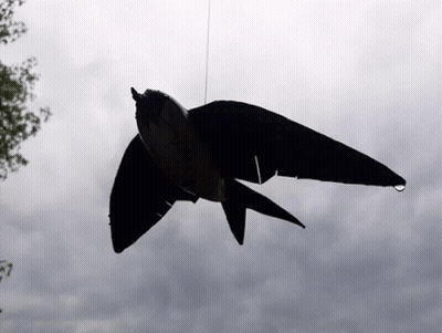 A Silhouette Of A Bird Flying In The Sky With A Drop Of Water On Its Tail GIF