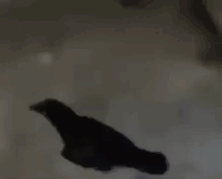 A Silhouette Of A Bird Is Flying In The Air . GIF