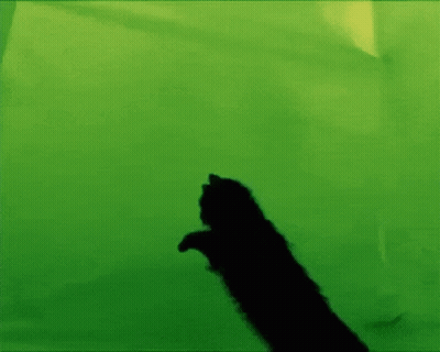 A Silhouette Of A Black Cat Laying On A Green Background . GIF