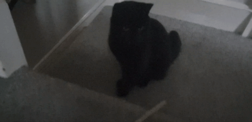 A Silhouette Of A Black Cat Sitting On The Floor GIF