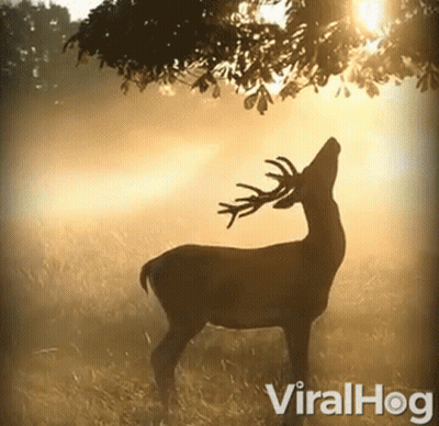 A Silhouette Of A Deer Standing In A Field With The Word Viralhog On The Bottom GIF