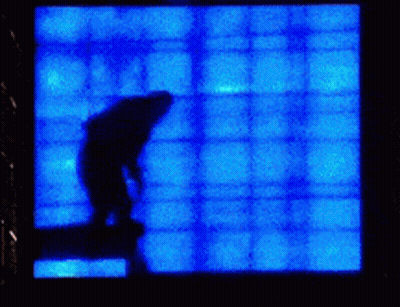 A Silhouette Of A Person Is Against A Blue Background GIF