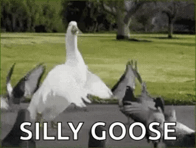 A Silly Goose Is Standing Next To A Group Of Pigeons In A Park . GIF