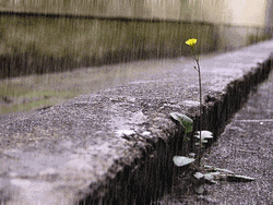 A Single Plant On Rainy Day GIF