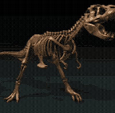 A Skeleton Of A Dinosaur Is Standing On A Black Surface GIF