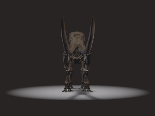 A Skeleton Of A Mammoth With Long Tusks And A Black Background GIF