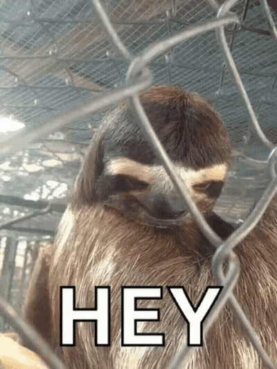 A Sloth Behind A Chain Link Fence With The Word Hey On The Bottom GIF