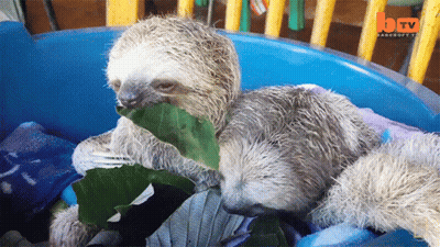A Sloth Eating A Leaf In A Blue Bucket With A Tv Logo In The Corner GIF