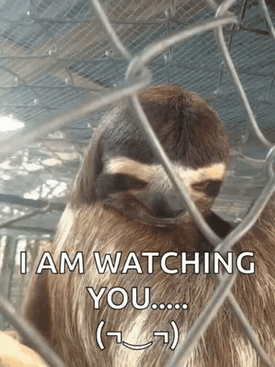 A Sloth In A Cage With The Words " I Am Watching You " Below It GIF