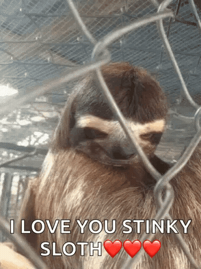A Sloth Is Behind A Chain Link Fence With The Words I Love You Stinky Sloth Above It GIF