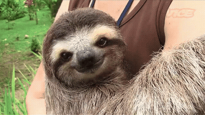 A Sloth Is Being Held By A Woman And The Sloth Is Smiling For The Camera GIF