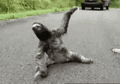 A Sloth Is Laying On The Ground On A Road . GIF