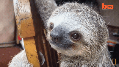 A Sloth Is Sitting On A Chair With A Btv Logo Behind It GIF