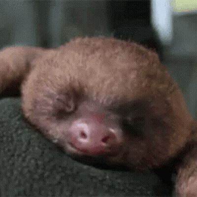 A Sloth Is Sleeping On A Rock With Its Eyes Closed . GIF