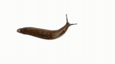 A Slug Is Crawling On A White Surface GIF