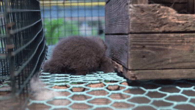 A Small Animal In A Cage With A Wooden Crate Behind It GIF