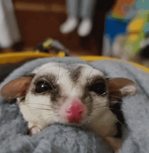 A Small Animal With A Pink Nose Is Laying On A Blanket GIF