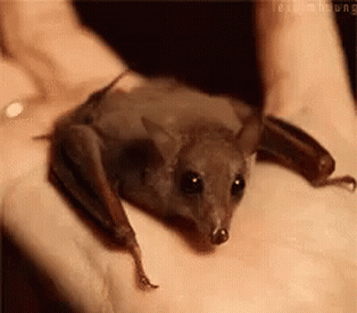 A Small Bat Is Sitting On A Person 'S Hand . GIF