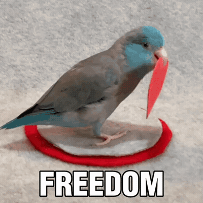 A Small Bird Is Standing On A Red Circle With The Word Freedom Written On It GIF