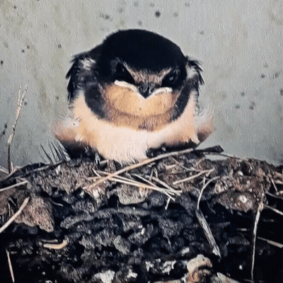 A Small Bird Sitting On A Rock With A Gray Background GIF