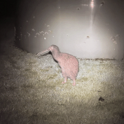 A Small Bird With A Long Beak Is Standing In The Dark GIF