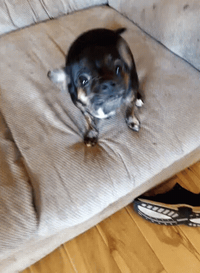 A Small Black And Brown Dog Is Sitting On A Couch GIF