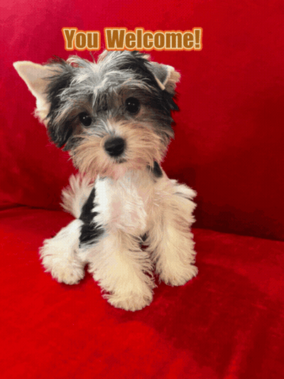 A Small Black And White Dog Is Sitting On A Red Couch With The Words " You Welcome " Above Him GIF