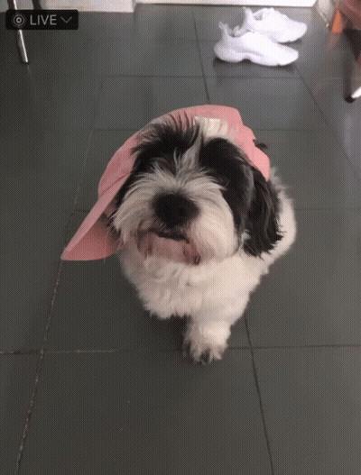 A Small Black And White Dog Wearing A Pink Baseball Cap GIF
