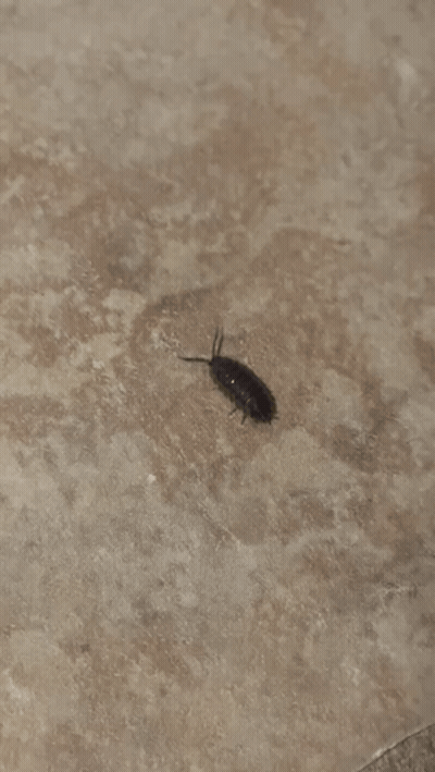 A Small Black Bug Is Crawling Along A Tile Edge GIF