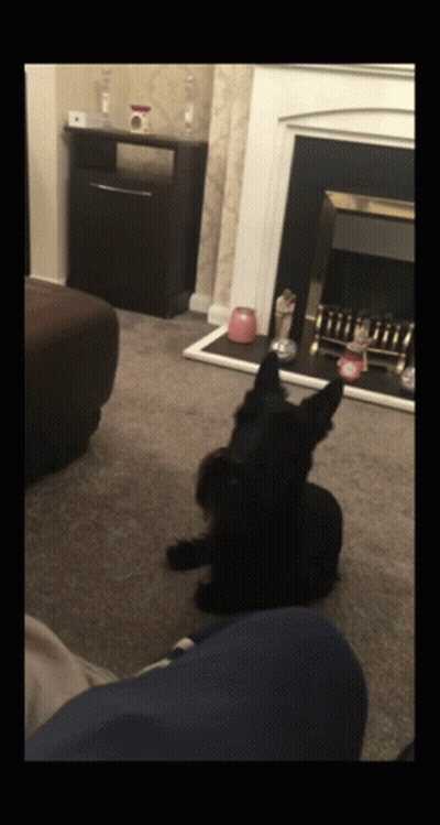 A Small Black Dog Is Sitting In Front Of A Fireplace In A Living Room GIF