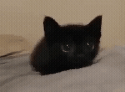 A Small Black Kitten Is Laying On A Bed Looking At The Camera . GIF
