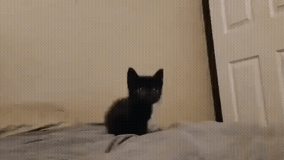 A Small Black Kitten Is Sitting On A Bed Looking At The Camera . GIF