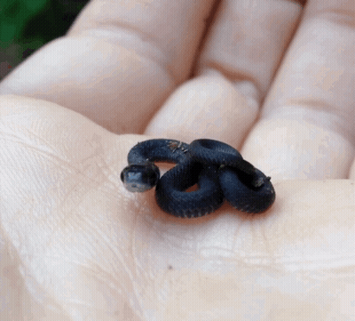A Small Black Snake In A Person 'S Hand GIF