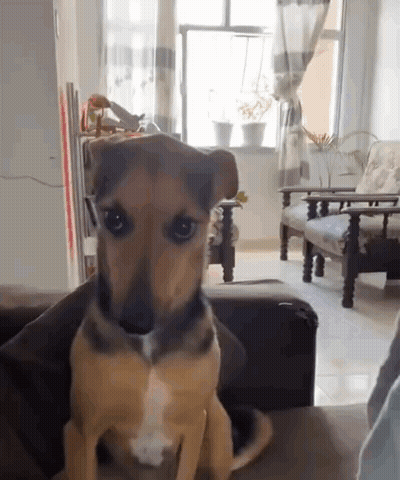 A Small Brown And Black Dog Is Sitting On A Couch In A Living Room GIF