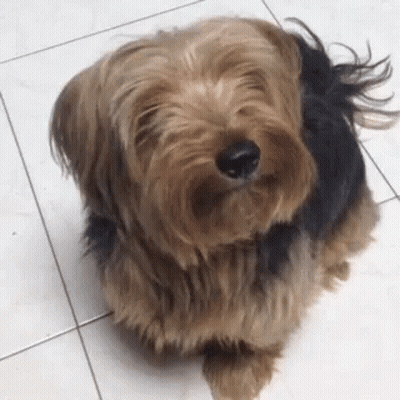 A Small Brown And Black Dog Is Sitting On A Tile Floor . GIF