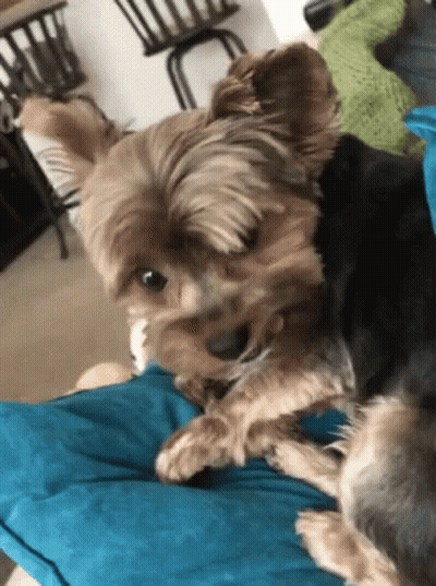 A Small Brown And Black Dog Laying On A Blue Pillow GIF