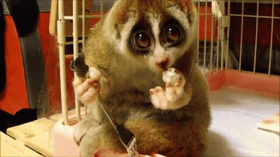 A Small Brown And White Animal Is Sitting In A Cage Eating A Piece Of Food GIF