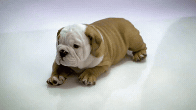 A Small Brown And White Bulldog Puppy Is Laying On A White Surface GIF