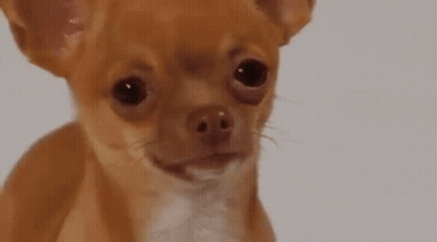 A Small Brown And White Chihuahua Dog Is Looking At The Camera With A Sad Look On Its Face . GIF