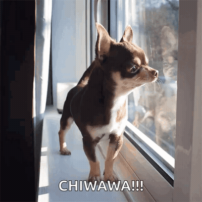 A Small Brown And White Chihuahua Looking Out Of A Window With The Words Chiwawa Written Below It GIF