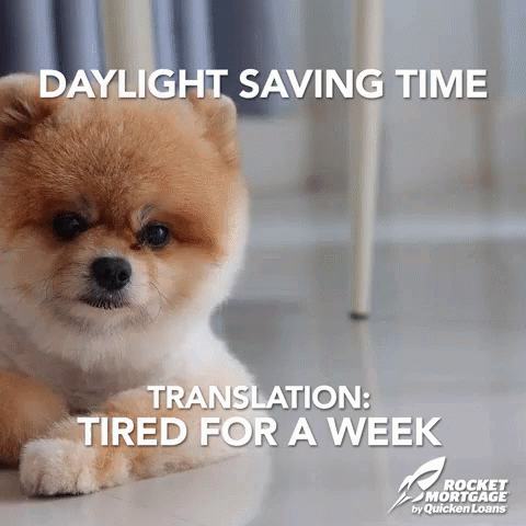 A Small Brown And White Dog Is Laying On The Floor With The Words Daylight Saving Time Translation Tired For A Week Belo GIF