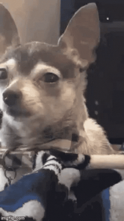 A Small Brown And White Dog Is Sitting On A Blanket On A Person 'S Lap . GIF