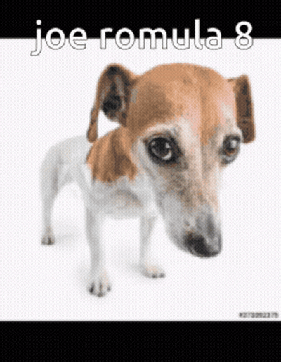 A Small Brown And White Dog Is Standing On A White Background With The Caption Joe Romula 8 GIF