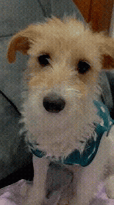 A Small Brown And White Dog Wearing A Blue Scarf Is Sitting On A Bed . GIF