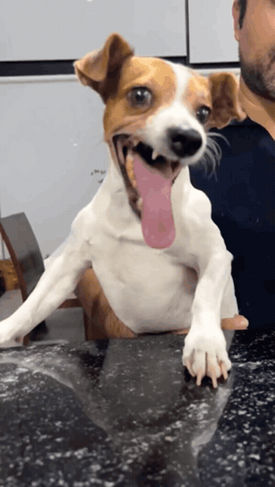 A Small Brown And White Dog With Its Tongue Hanging Out GIF