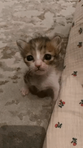 A Small Brown And White Kitten Is Sitting Next To A Floral Blanket . GIF